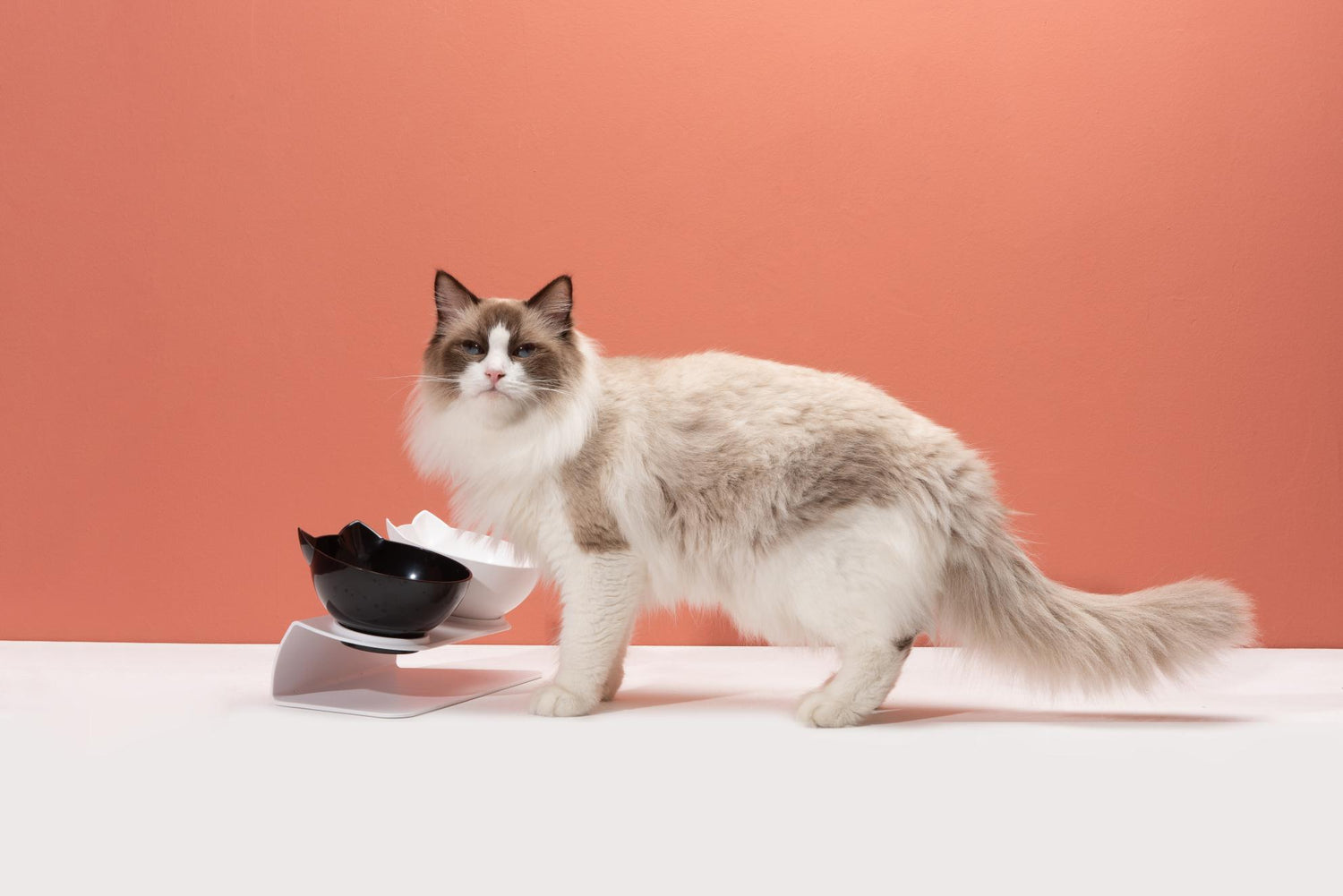 cat bowl elevated